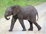 Elephant Mweya