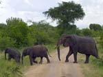Elephants Mweya