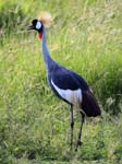 Grey Crowned Crane - Mweya