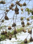 Weaver Bird Nests Ishasha