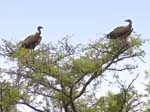 Vultures - Ishasha