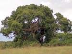 Giant Fig Tree Ishasha