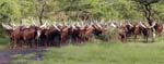 Ankole Cattle Mburo