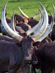 Ankole Cattle Mburo