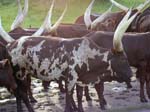 Ankole Cattle - Mburo