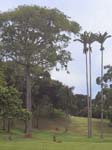 Botanical Gardens - Entebbe