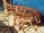 A Lobster Port Isaac Aquarium