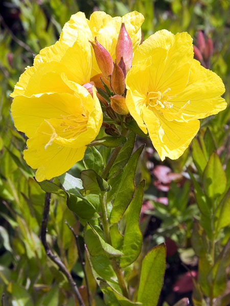 Evening Primrose,Oenothera biennis,Flower