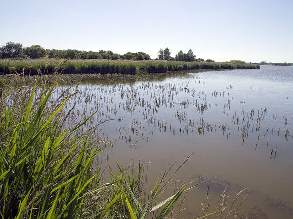 Horsey Mere,Broad,Lake