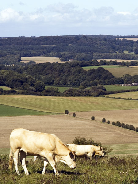 Cows,Buxbury Hill