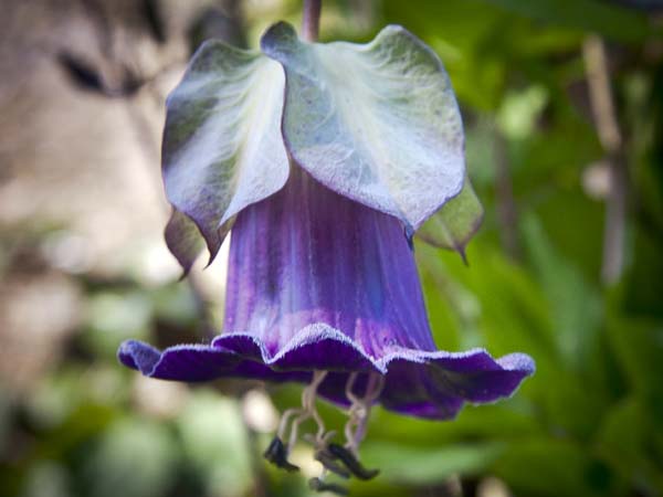 Blue,Pendulous,Bell-shaped,Flower,Cup and Saucer Vine,Cobaea scandens,cathedral bells,Mexican ivy,monastery bells