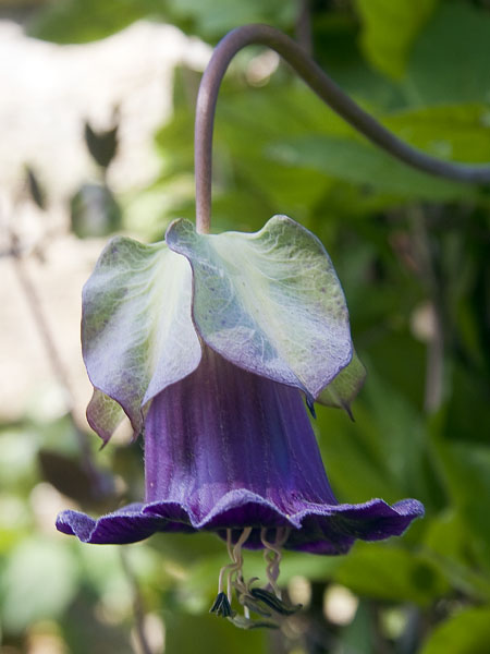 Blue Pendulous Bell Flower,Cobaea scandens