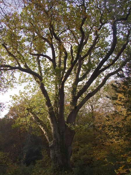 Knightwood Oak,Trees
