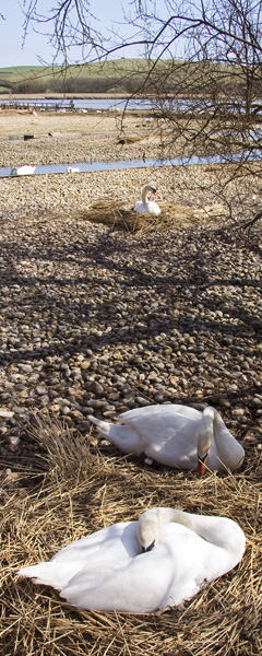 Swans,Abbotsbury Swannery