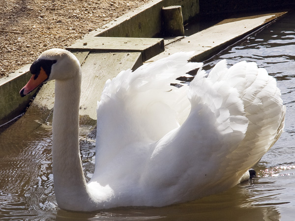 Swan,Abbotsbury Swannery