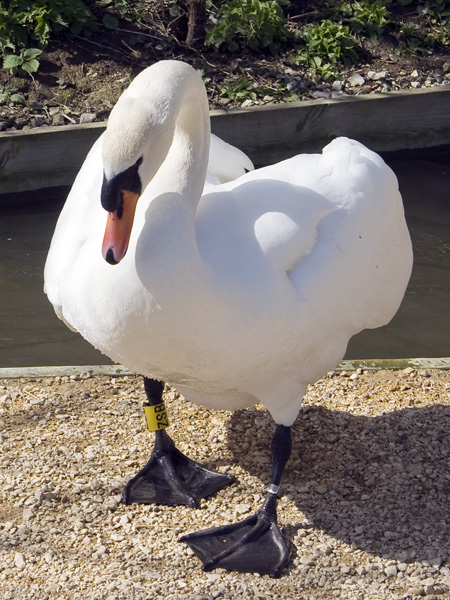 Swan