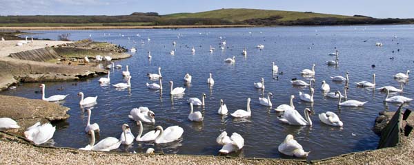 Swans,Abbotsbury Swannery