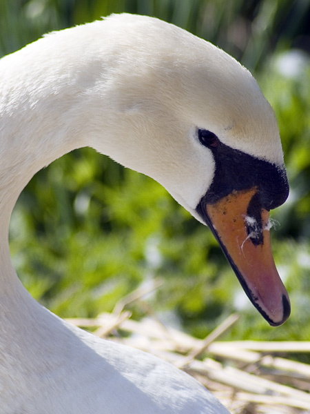 Swan,Head
