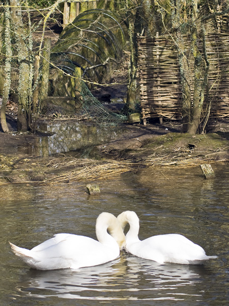 Swans,Mating Display,Abbotsbury Swannery