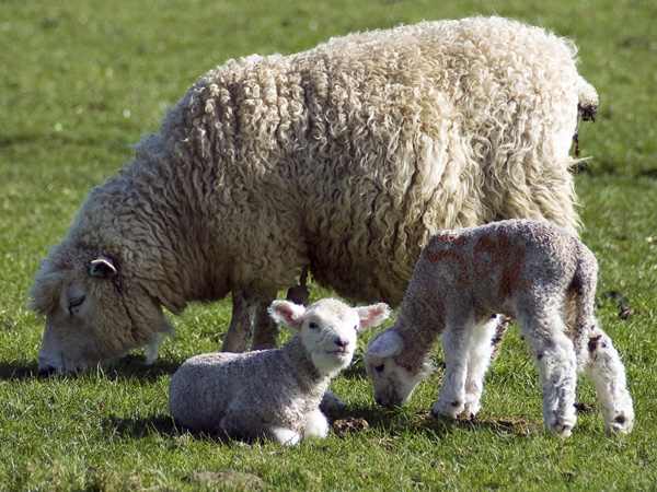 Sheep,Lambs
