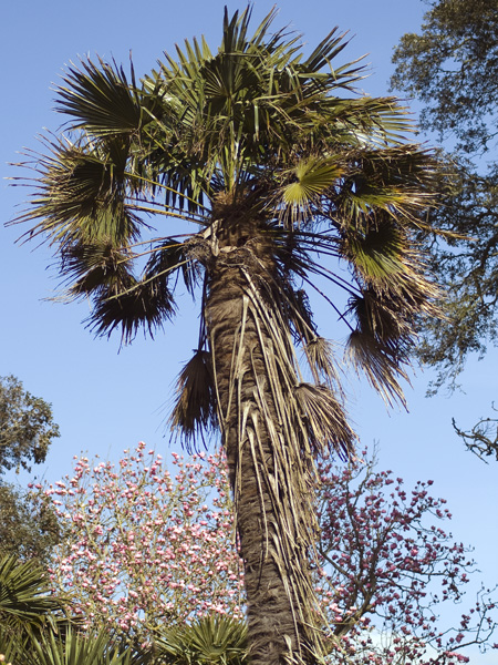 Palm Tree,Sub-tropical,Subtropical Gardens,Abbotsbury