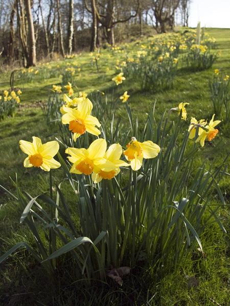 Daffodils,Sub-tropical,Subtropical Gardens,Abbotsbury
