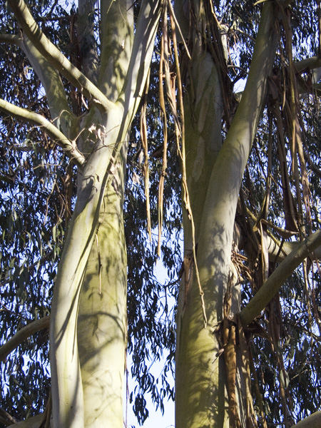 Eucalyptus Trees