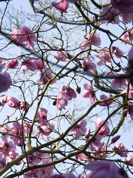 Pink Magnolia Tree