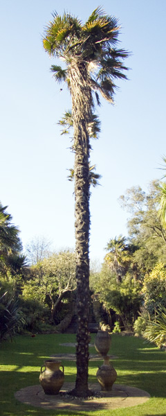 Mediterranean Bank,Palm Tree,Sub-tropical,Subtropical Gardens,Abbotsbury