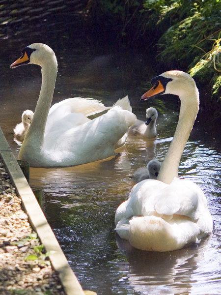 Swans,Cygnets,Birds,Abbotsbury