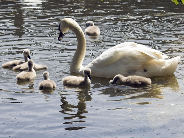 Swan,Cygnets,Birds,Abbotsbury