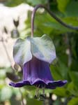 Blue Pendulous Bell shaped Flower