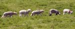 Five Lambs