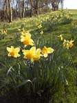 Daffodils on the Grassy Slope