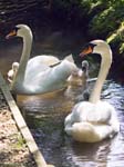 Swans and Cygnets