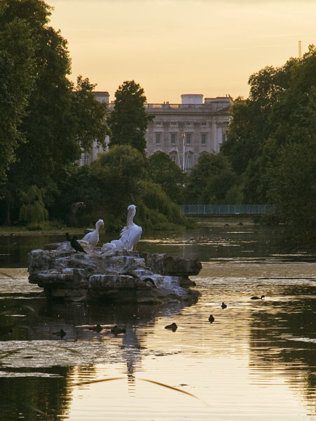 Pelicans,Birds,St James Park,St James's Park