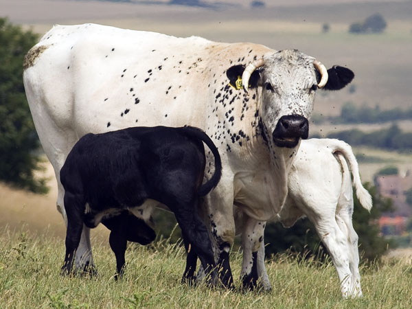 Cows