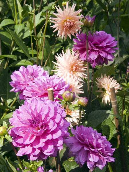 Dahlias,Flowers