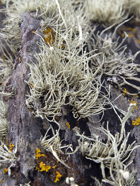 Lichen