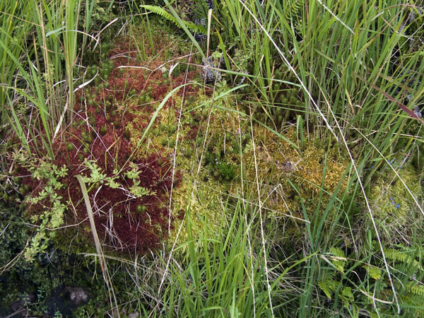 Mosses,Ferns,Grass