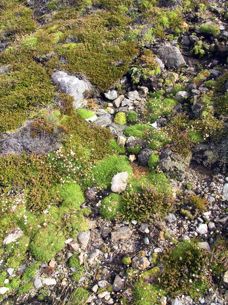 Quartz Mining Spoil,Dooneen,Allihies,Beara Peninsula