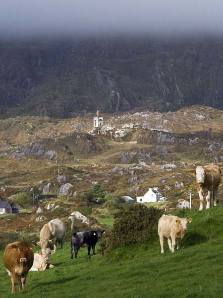 Cows,Kealogue Mine,Coom Mine,Allihies,Beara Peninsula