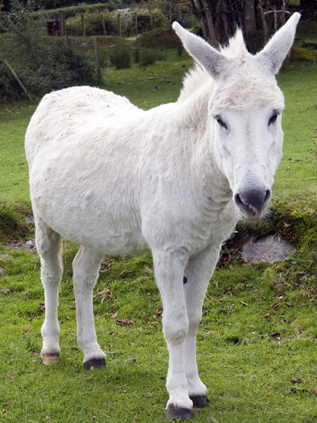 Donkey,Molly Gallivans,Molly Gallivan's Visitor Centre