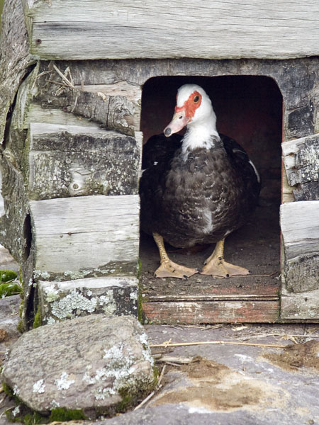 Duck,Bird House,Molly Gallivans,Molly Gallivan's Visitor Centre