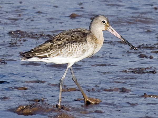 Greenshank
