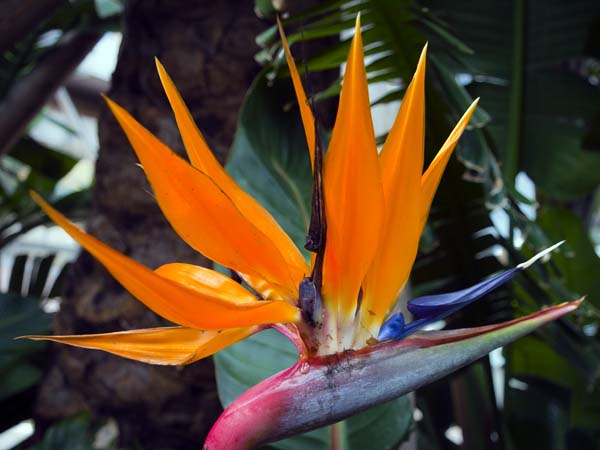 Bird of Paradise Flower,Strelizia reginae