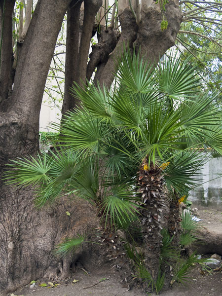 Palm,Landport