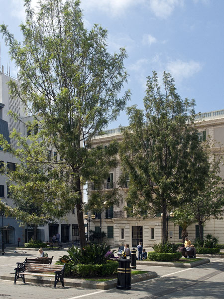 John Macintosh Square,Buildings,Plazza