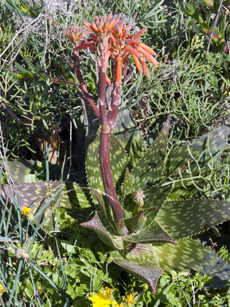 Aloe Maculata