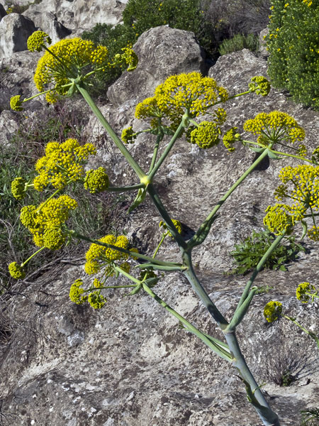 Giant Tangier Fennel